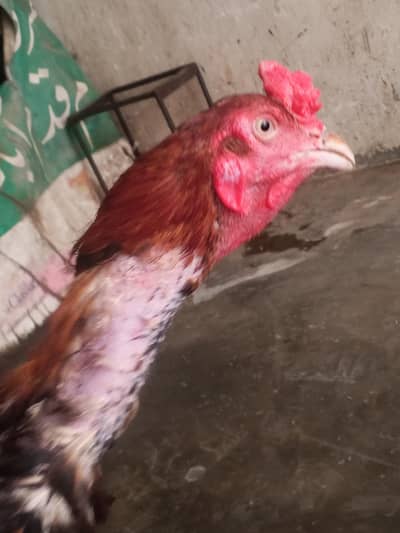 murga