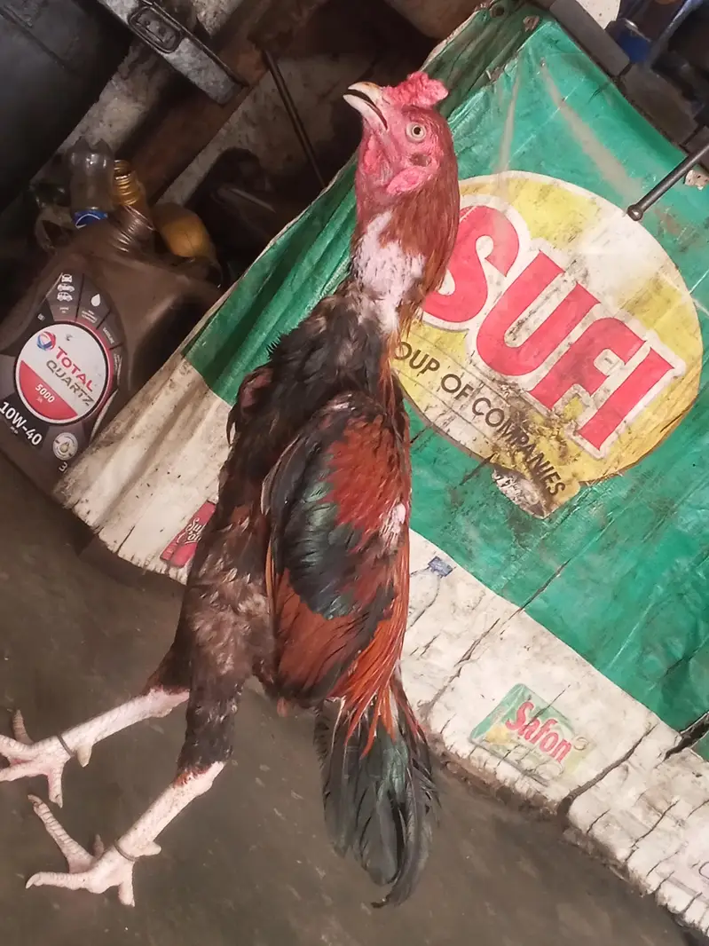murga — photo 2