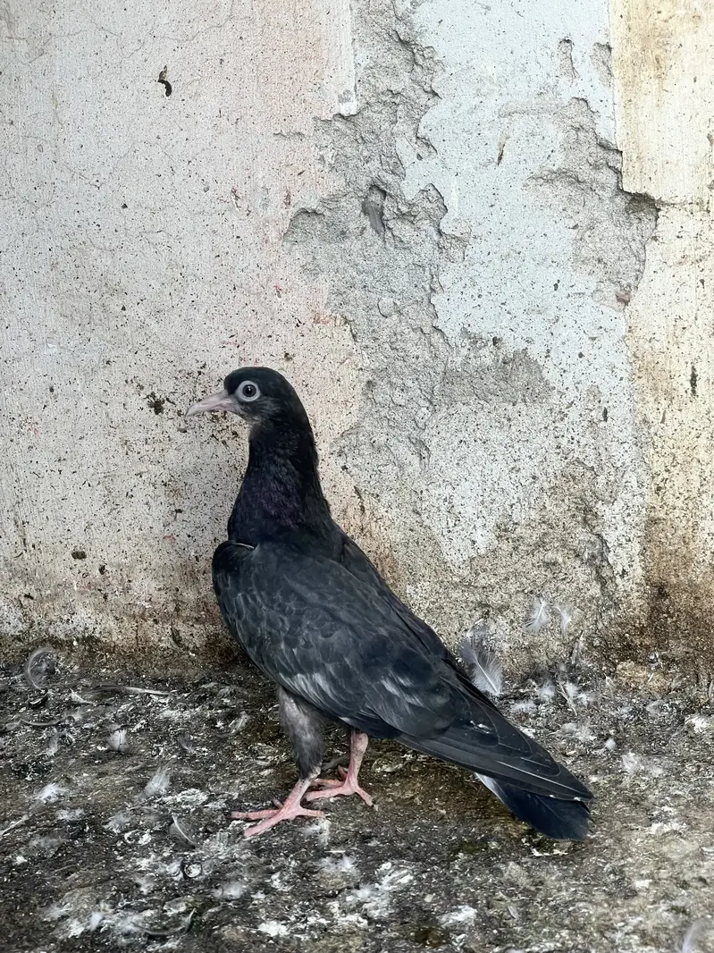 Black Teddy Royal teddy bachay — photo 3