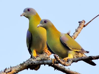 All Type dove breeder and ready to breed pairs available with DNA