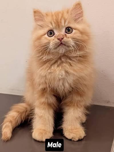Persian kittens whatp 0370 ///4602310