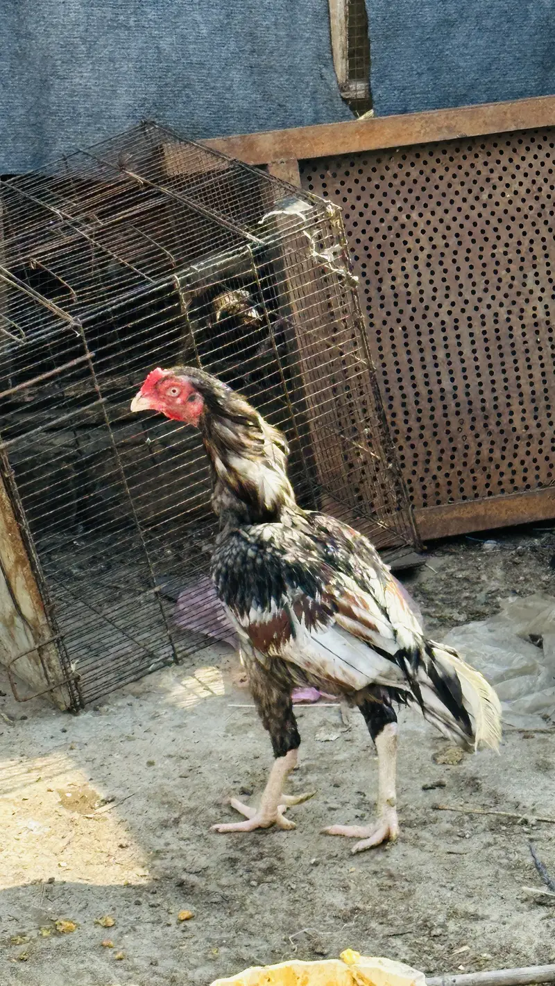two salaitay male — photo 2