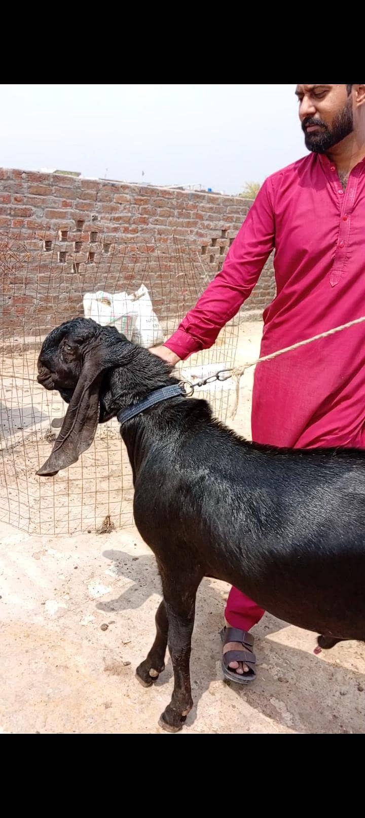 shoqeen bakra 0
