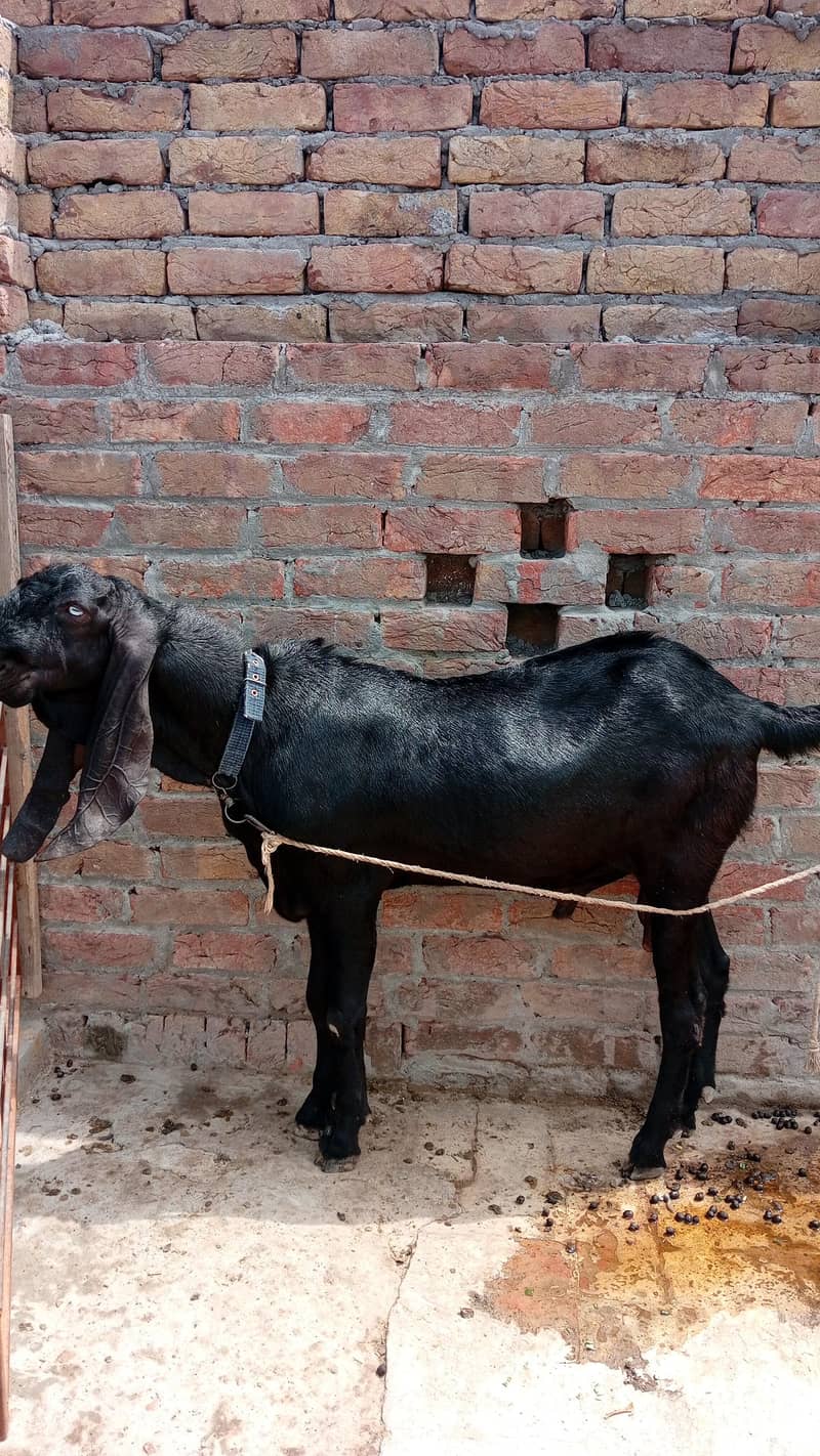shoqeen bakra 2
