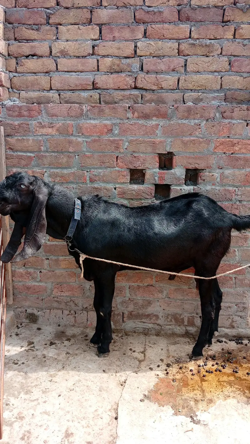 shoqeen bakra — photo 3