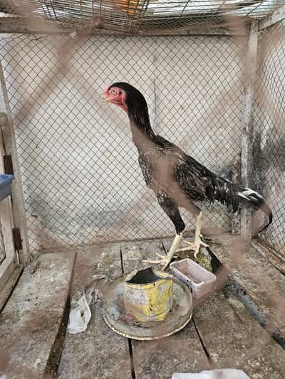 BLUE O SHAMO MALE FOR SALE 0.3. 2.1. 4.0. 9.9. 5.3. 8