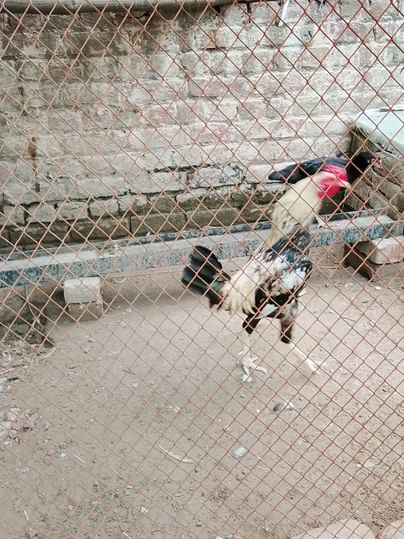 urgent sale . Big size desi murgha  Aseel — photo 4