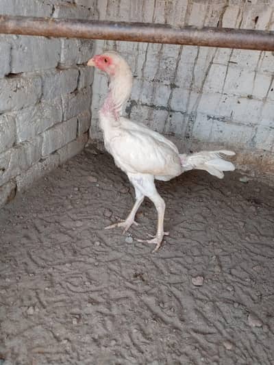 home breed nasli chez ha03056377507wattsapp