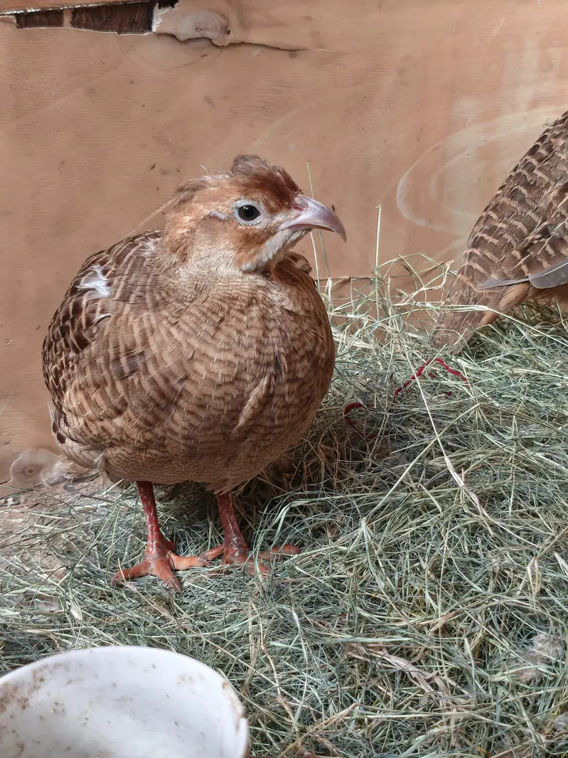 breedar jora (pesy kam honayengy) — photo 2