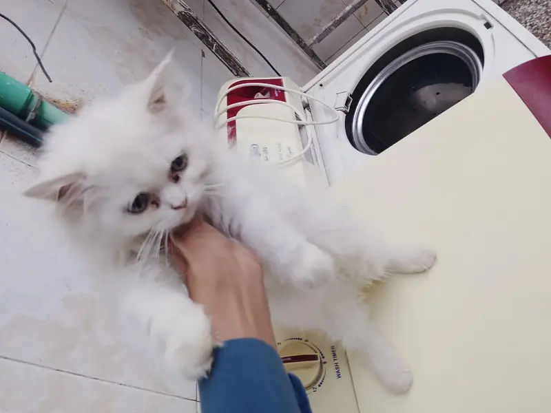 white Persian female cat for sale — photo 4