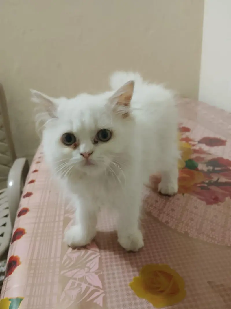 white Persian female cat for sale — photo 7