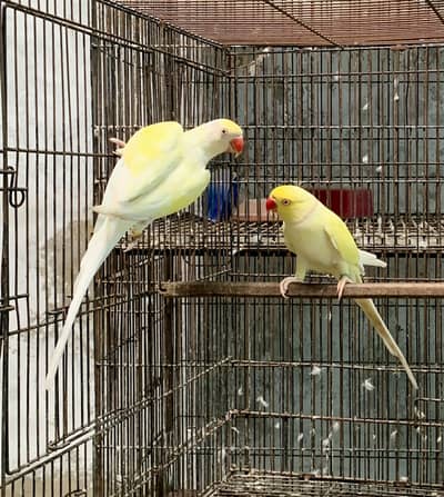 Cremino ringneck pair