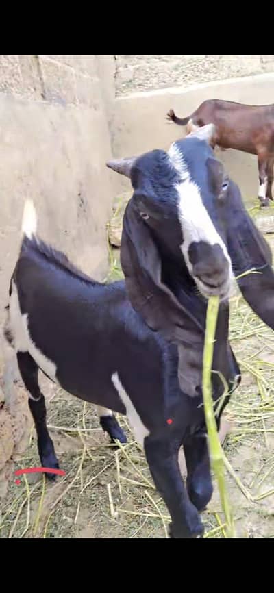 2 male punjab nasal bakra