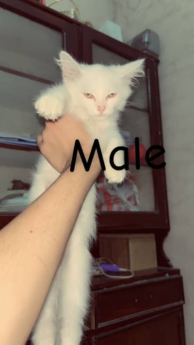 Three cats 1 adult female 1 kitten 1 male cat