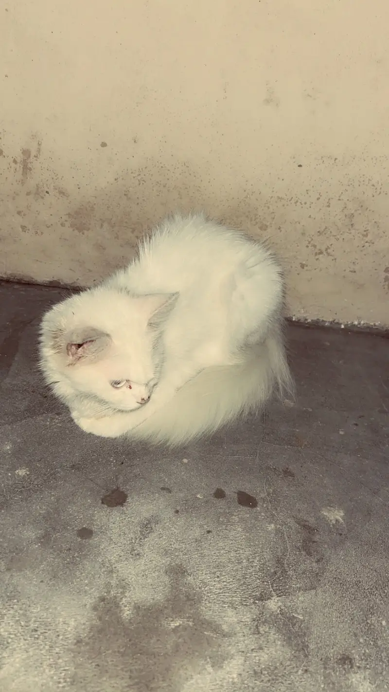 Three cats 1 adult female 1 kitten 1 male cat — photo 2