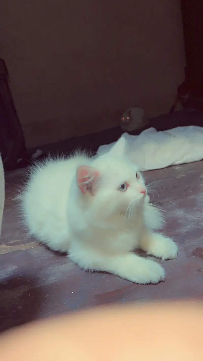 Three cats 1 adult female 1 kitten 1 male cat — photo 3