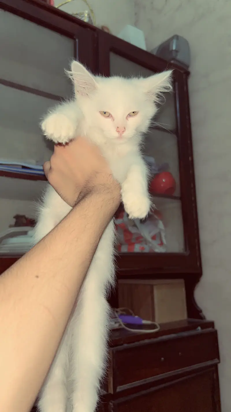 Three cats 1 adult female 1 kitten 1 male cat — photo 4