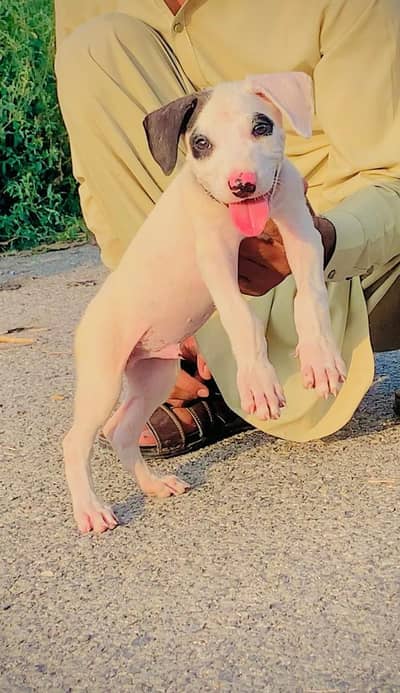 Pure Lappah Gulteir Male for Sale All Pakistan Cargo Available