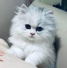 Persian kittens whatp 0370 ///4602310