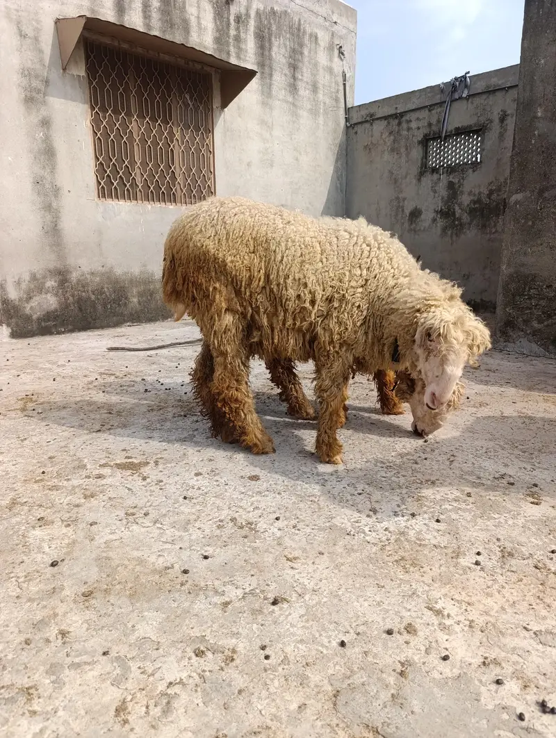 pure mudri breed