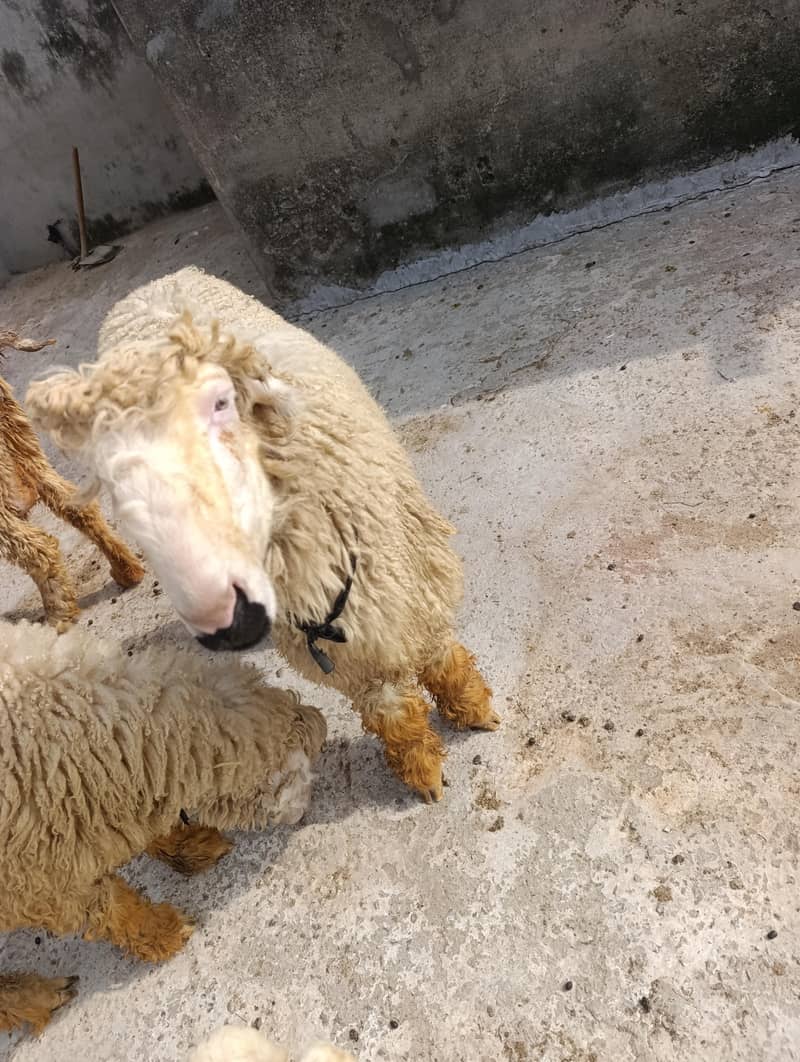 pure mudri breed 1
