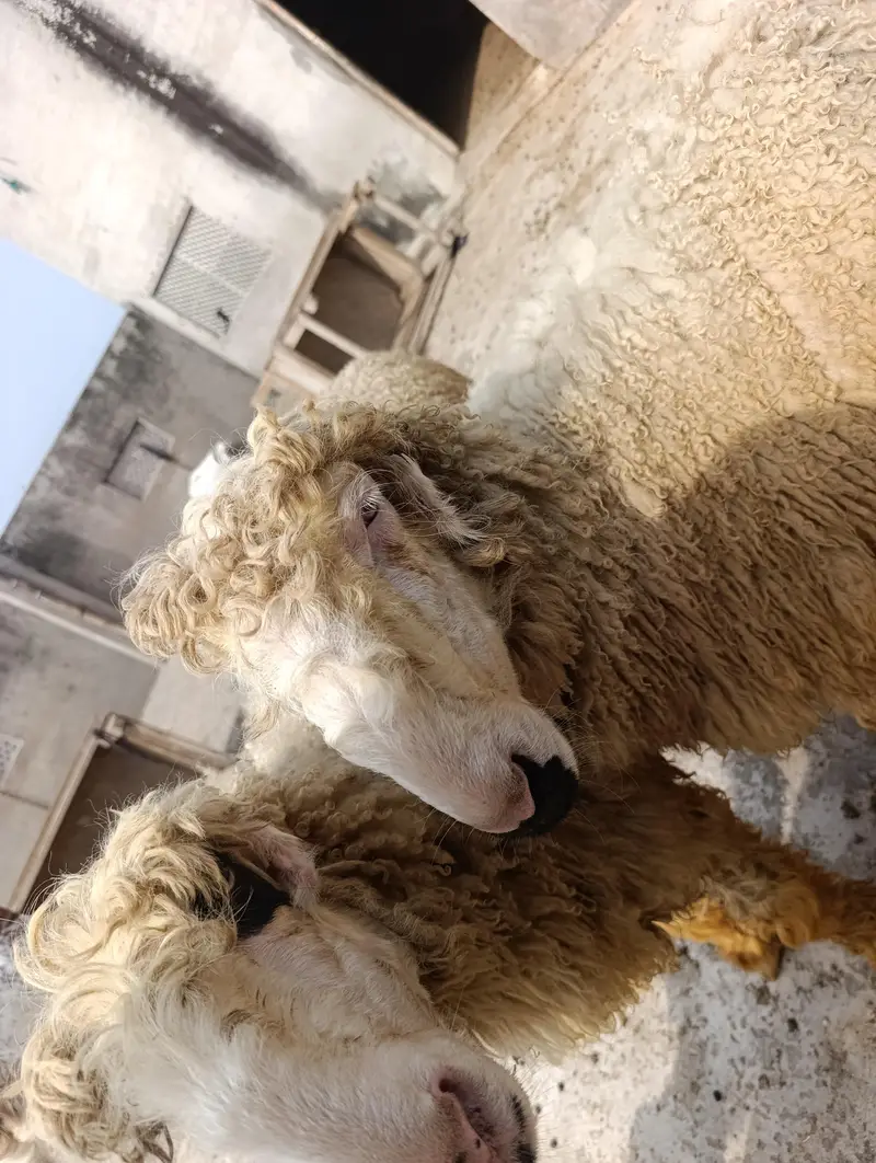 pure mudri breed — photo 4