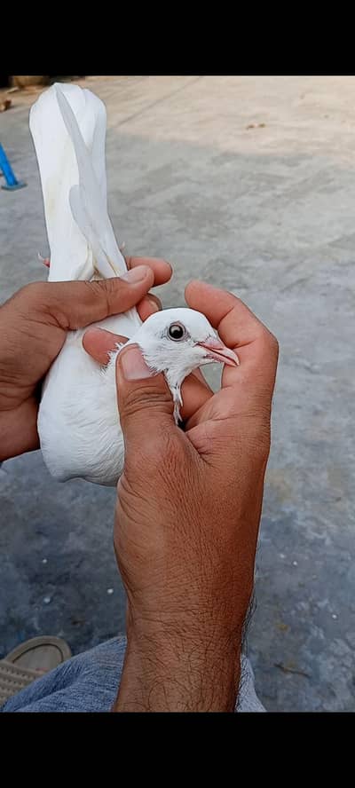 Patti wali Breeder female