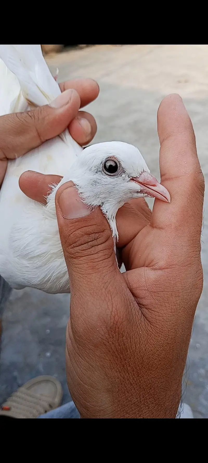 Patti wali Breeder female — photo 2