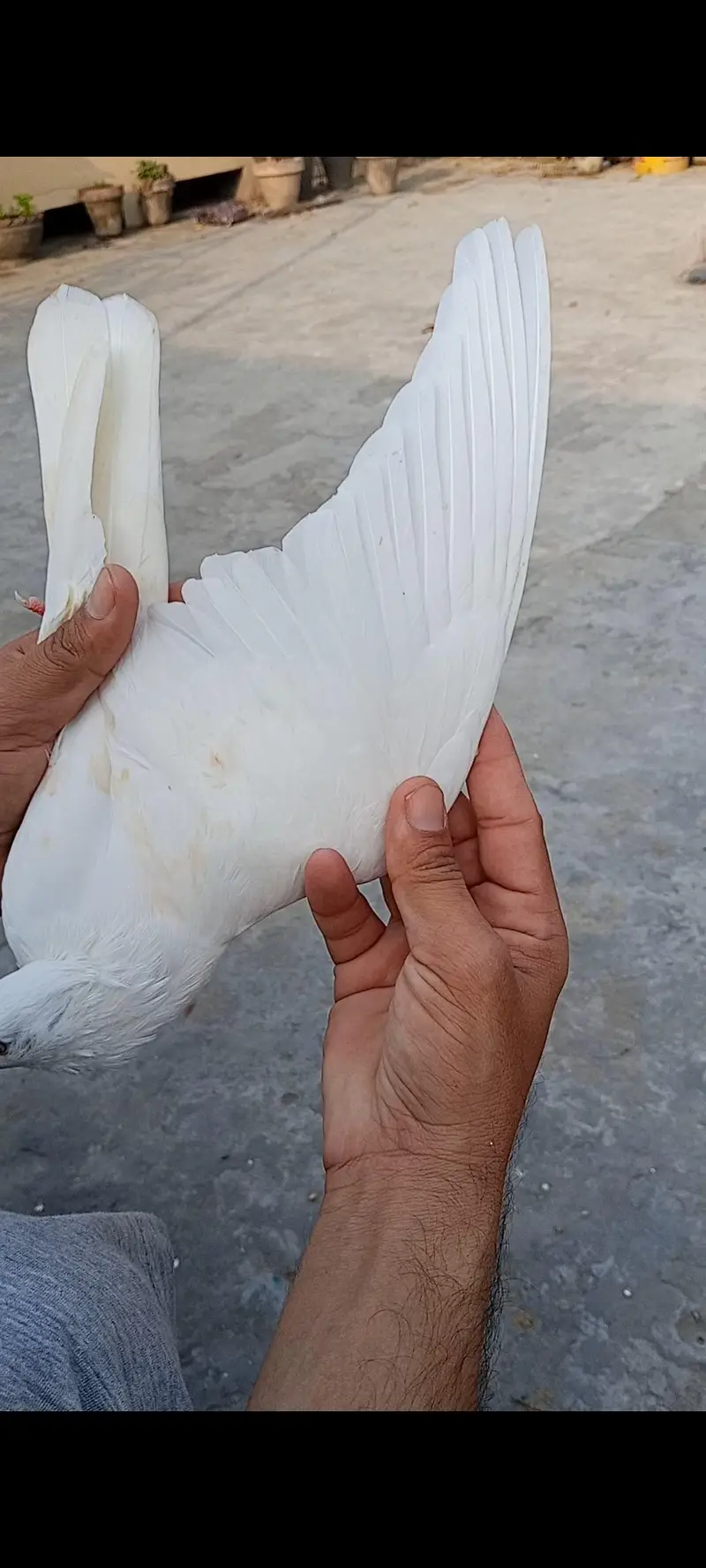 Patti wali Breeder female — photo 4