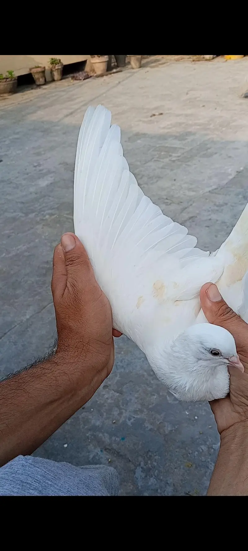 Patti wali Breeder female — photo 5