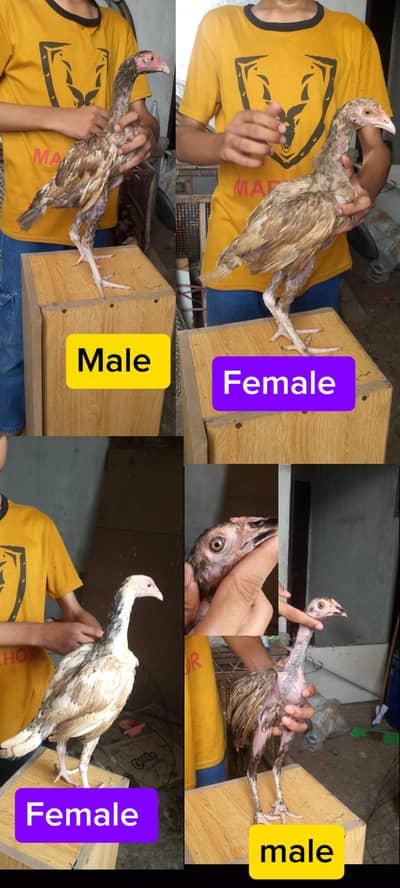 Pure Aseel Pathy Thai | Miawali | Heera x Slaita High Quality Birds A+