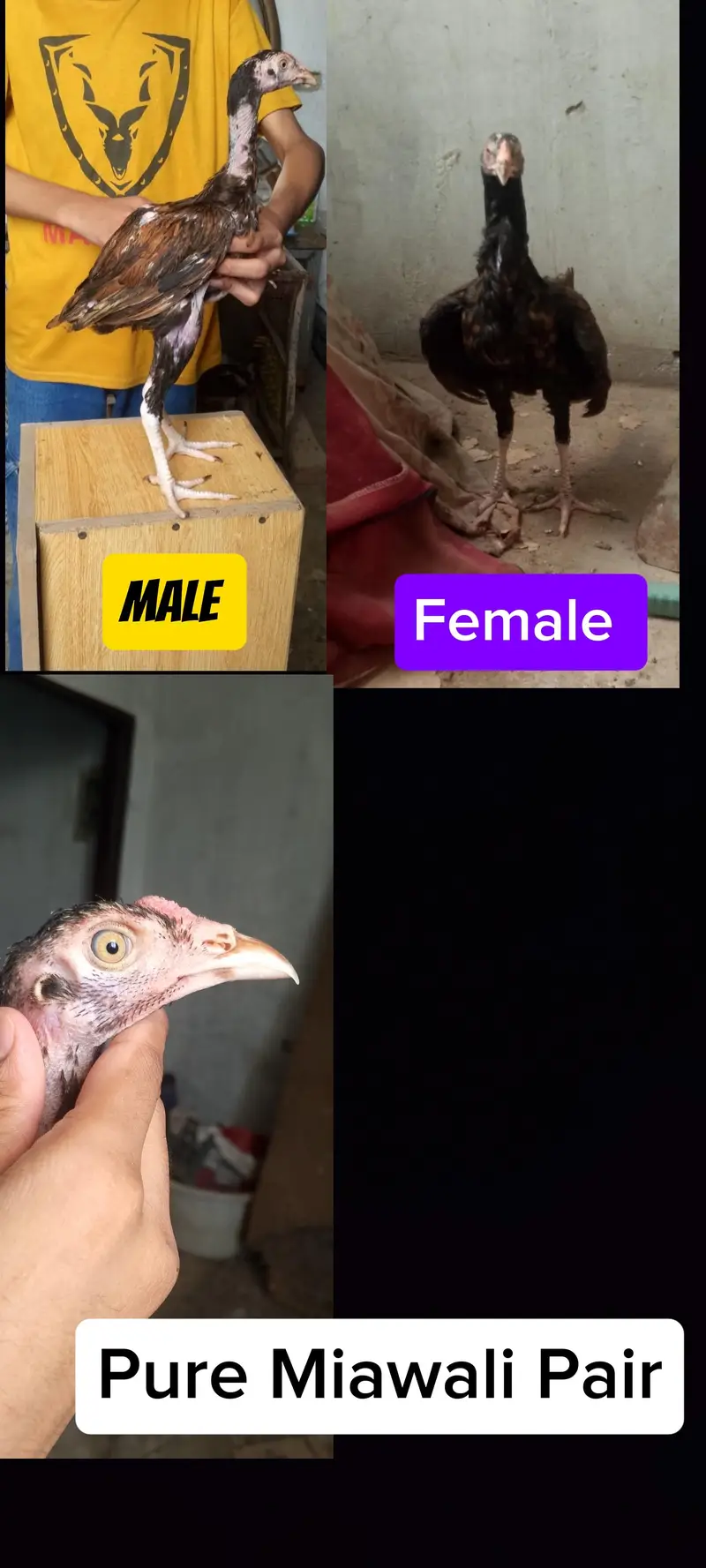 Pure Aseel Pathy Thai | Miawali | Heera x Slaita High Quality Birds A+ — photo 2
