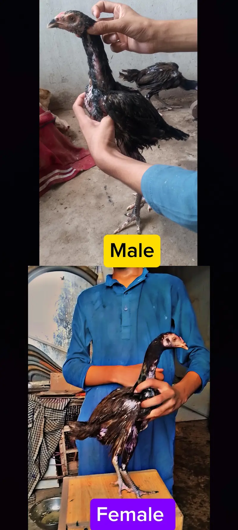 Pure Aseel Pathy Thai | Miawali | Heera x Slaita High Quality Birds A+ — photo 3
