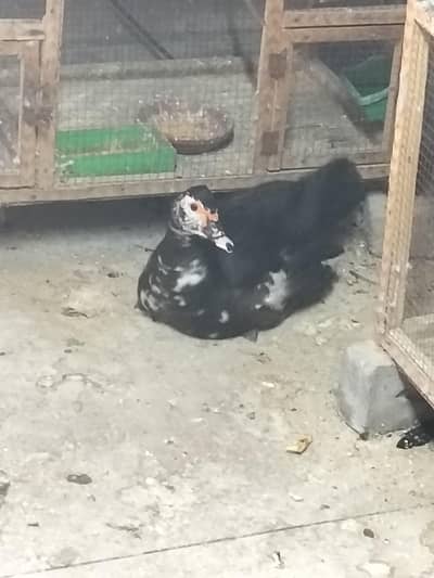 Muscovy Duck breeder female