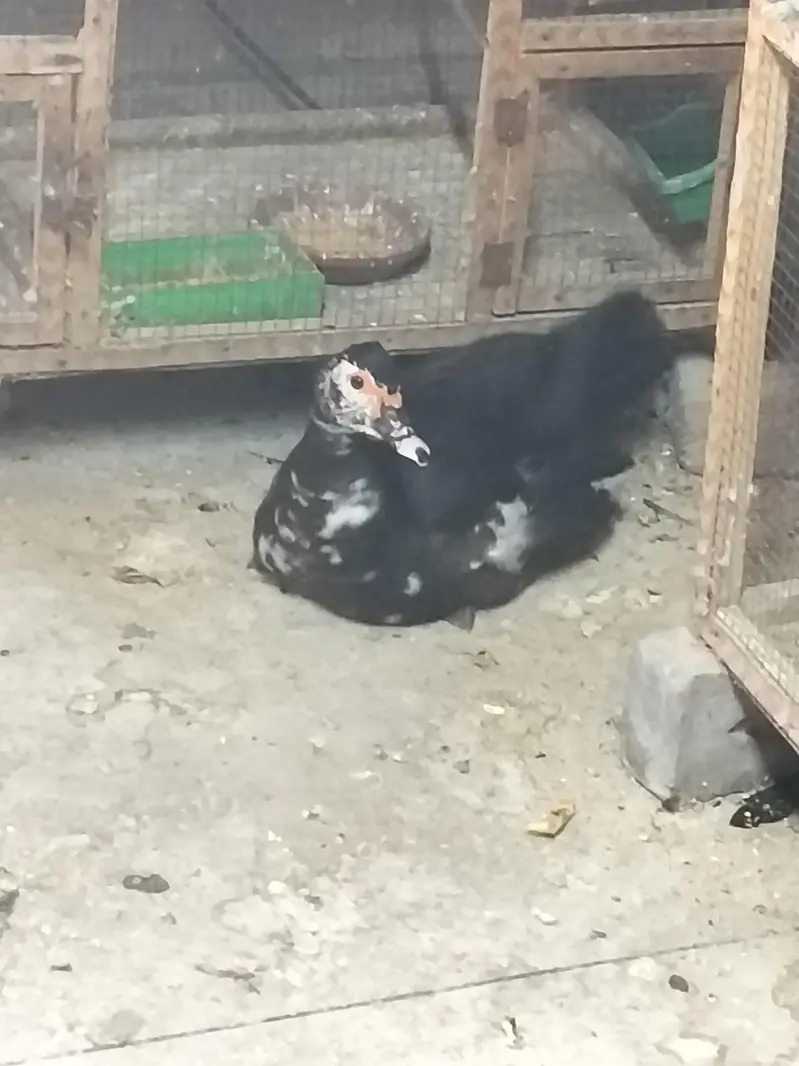 Muscovy Duck breeder female