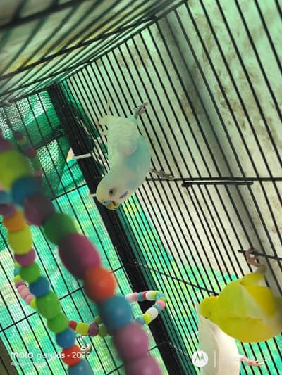 Budgie Parrots (Male + Female)