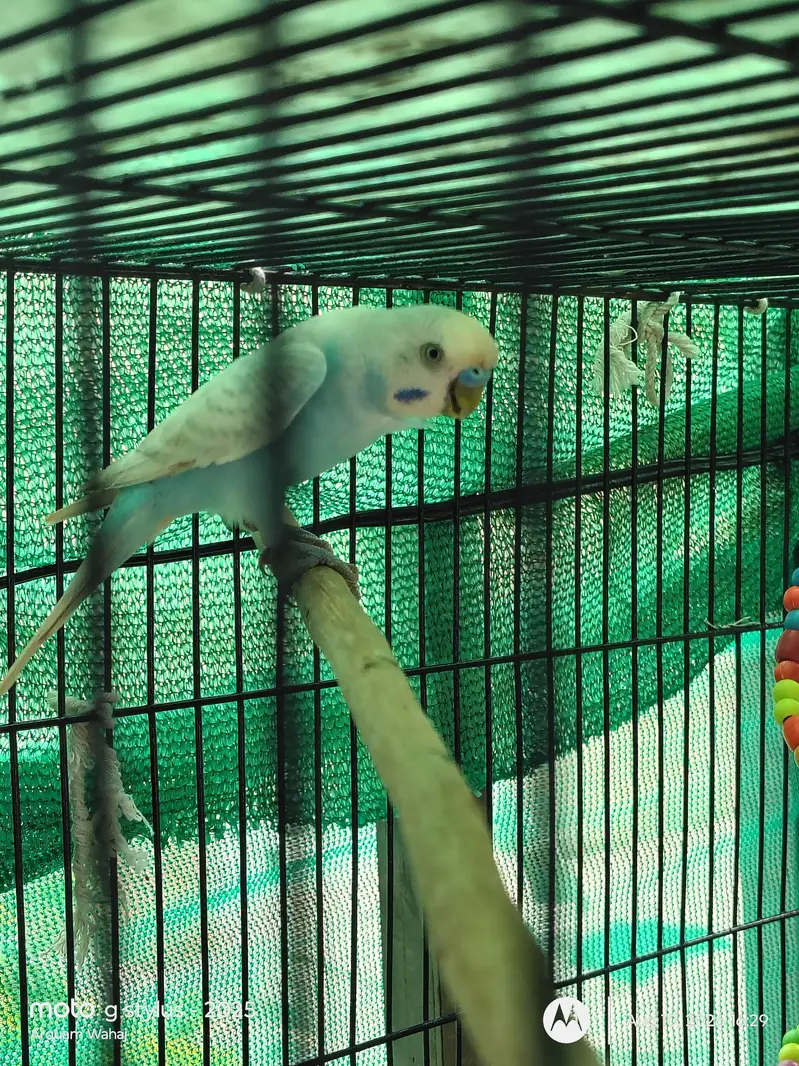 Budgie Parrots (Male + Female) — photo 2