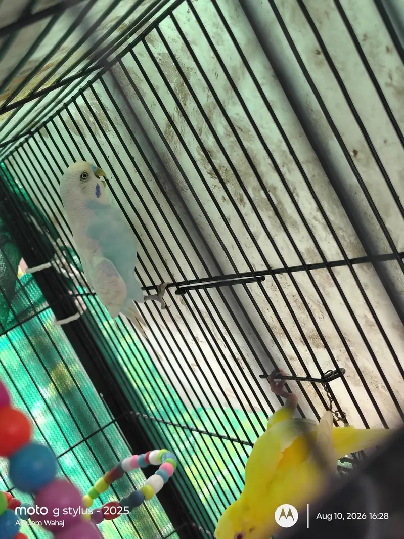 Budgie Parrots (Male + Female) — photo 3