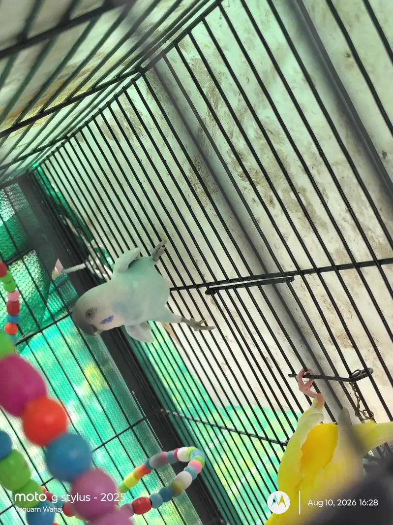 Budgie Parrots (Male + Female) — photo 4