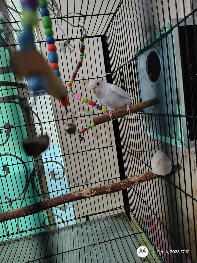 Budgie Parrots (Male + Female) — photo 5