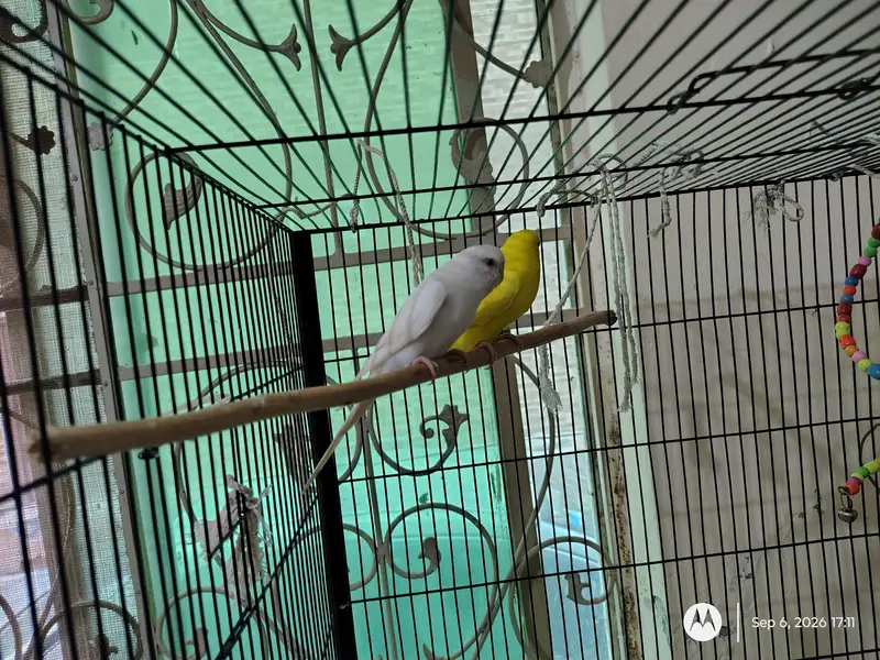 Budgie Parrots (Male + Female) — photo 6