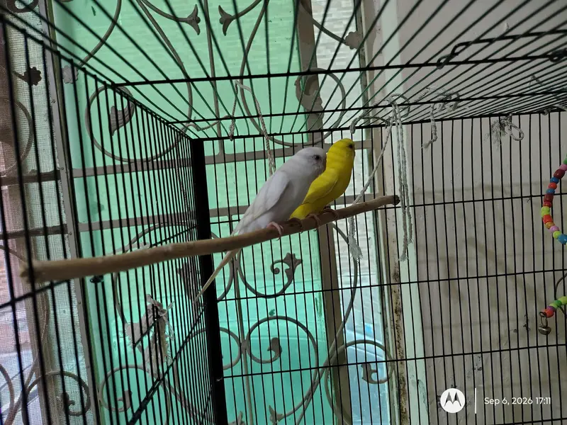 Budgie Parrots (Male + Female) — photo 7