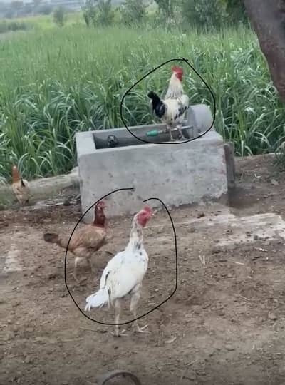 1 aseel 1 desii murgha for sale