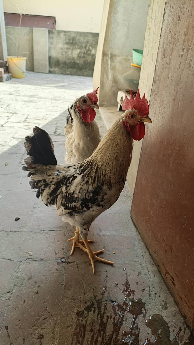 Desi Hens 1