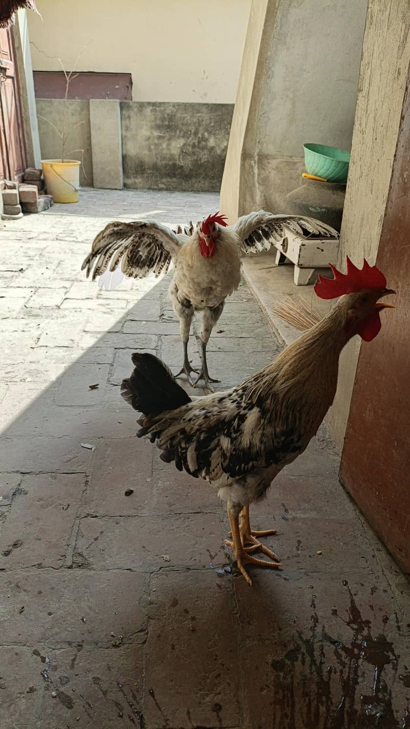 Desi Hens 2