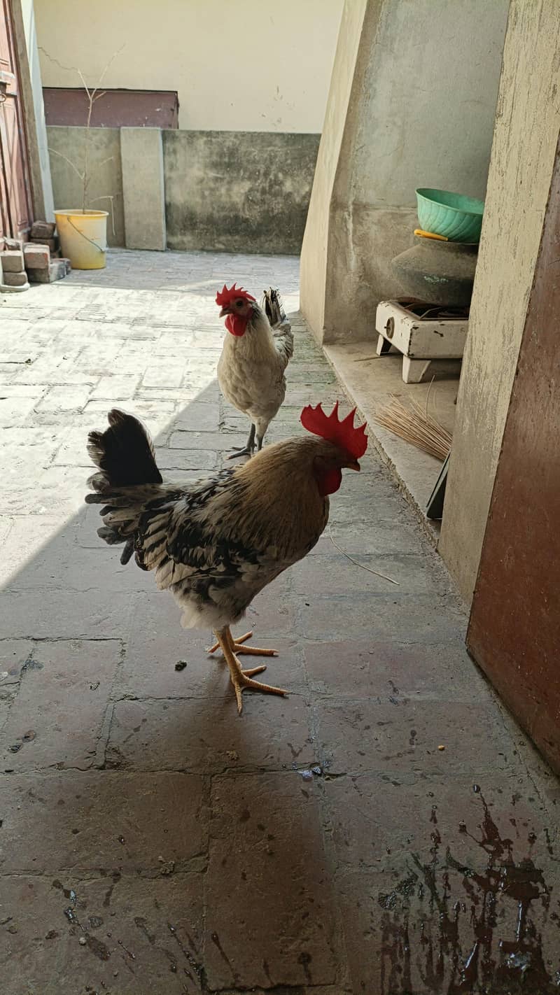 Desi Hens 3