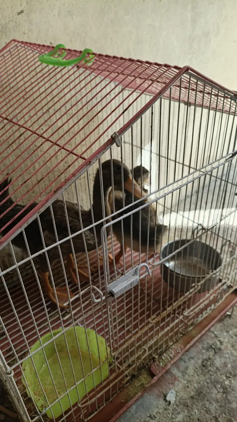 Desi Hens — photo 5