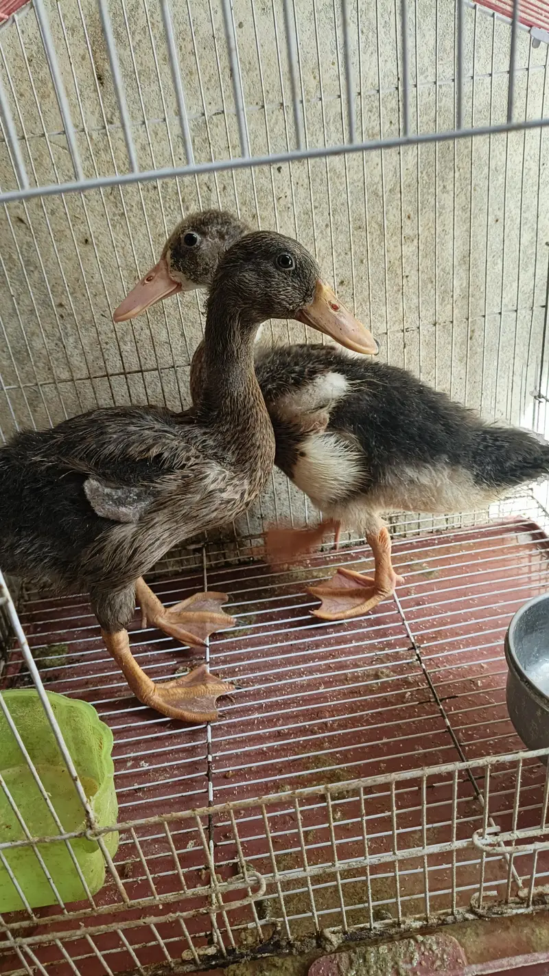 Desi Hens — photo 6