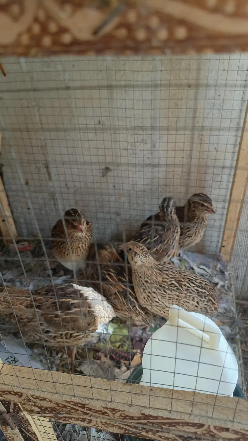 Desi Hens — photo 7