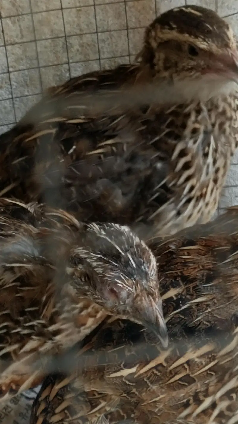 Desi Hens — photo 8